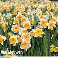 Narcissus 