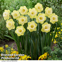Narcissus 