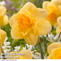 Narcissus 