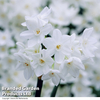 Narcissus Paperwhite - Gift