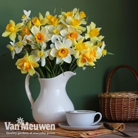 Narcissus 
