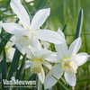Narcissus 