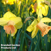 Narcissus 