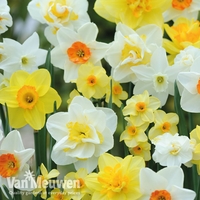 Narcissus 
