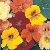 Nasturtium 