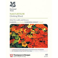 Nasturtium 