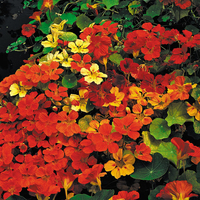 Nasturtium 