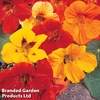 Nasturtium 