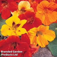 Nasturtium 