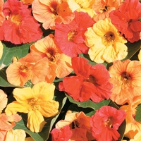 Nasturtium 