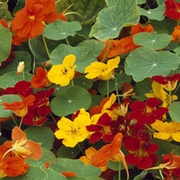 Nasturtium 