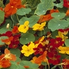 Nasturtium 