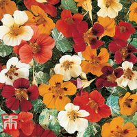Nasturtium 