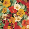 Nasturtium 