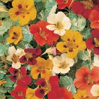 Nasturtium 