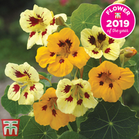Nasturtium 