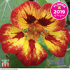 Nasturtium 