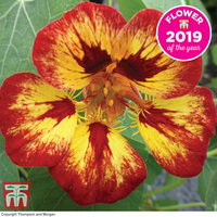 Nasturtium 