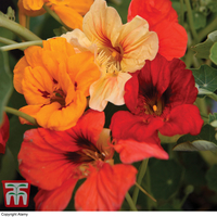 Nasturtium 