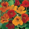 Nasturtium 