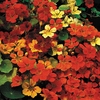 Nasturtium 