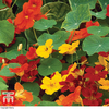 Nasturtium 