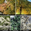 Native Hedging Collection (Silver Birch,  Wild Cherry,  Hawthorn,  Blackthorn,  Oak)