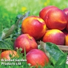 Nectarine 