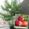 Nectarine 