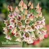 Nectaroscordum siculum