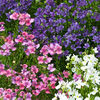Nemesia 