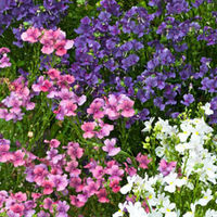 Nemesia 