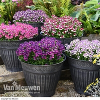 Nemesia Ladies Collection
