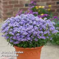 Nemesia 