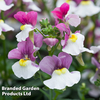 Nemesia 