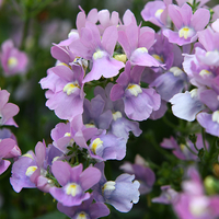 Nemesia 