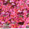 Nemesia 