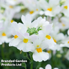 Nemesia 