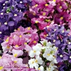 Nemesia 