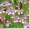Nemesia 