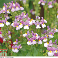 Nemesia 