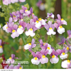 Nemesia 