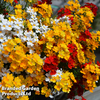 Nemesia 