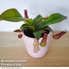 Nepenthes hybrider Blood Red 9cm Pot x 1