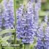 Nepeta nervosa 