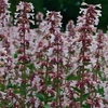 Nepeta nervosa 