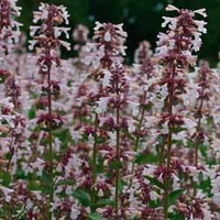Nepeta nervosa 