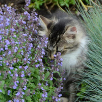 Nepeta 