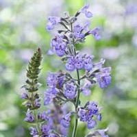 Nepeta racemosa (Large Plant) - 1 nepeta plant in 1 litre pot