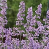 Nepeta 